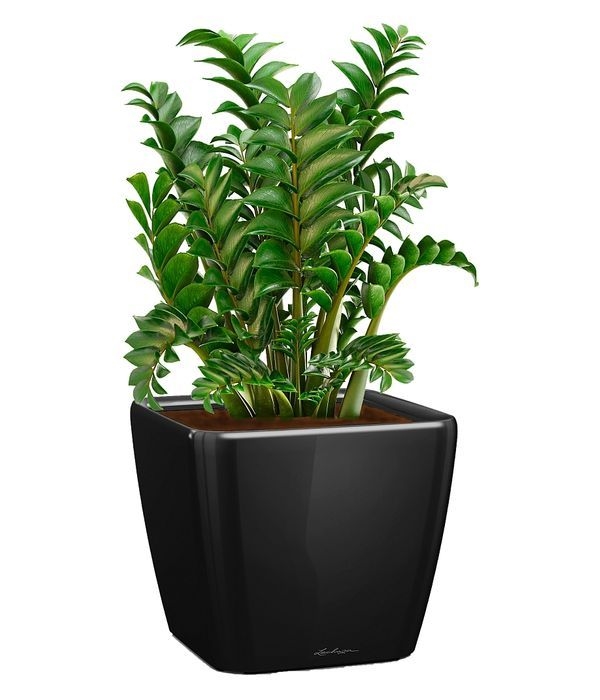 Zamia in a Self Watering Pot
