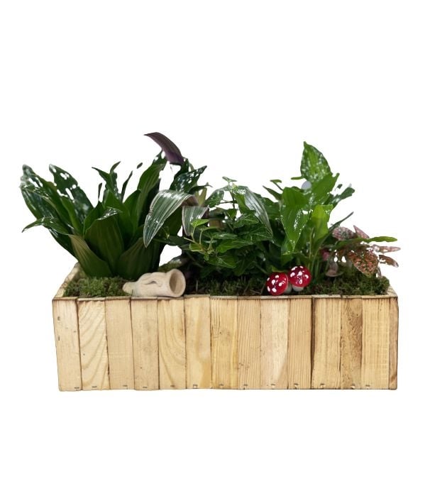 Festive plant arrangement