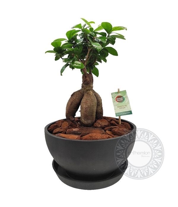 Bonsai ficus ginseng