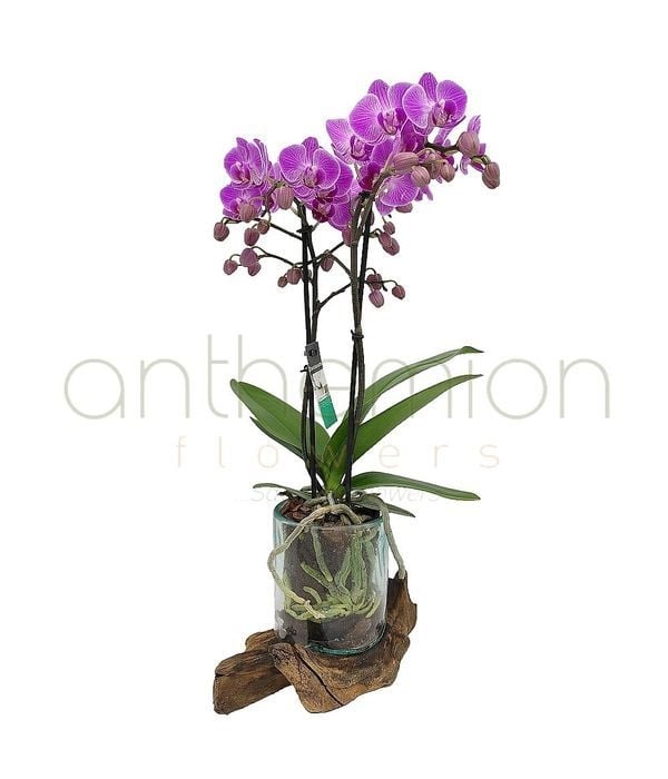 Wild orchid