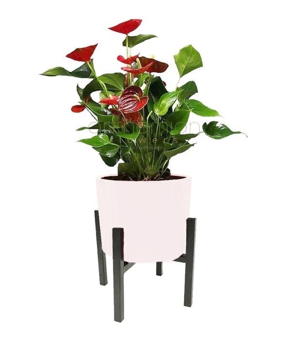 Anthurium In White Stylish Metallic Base