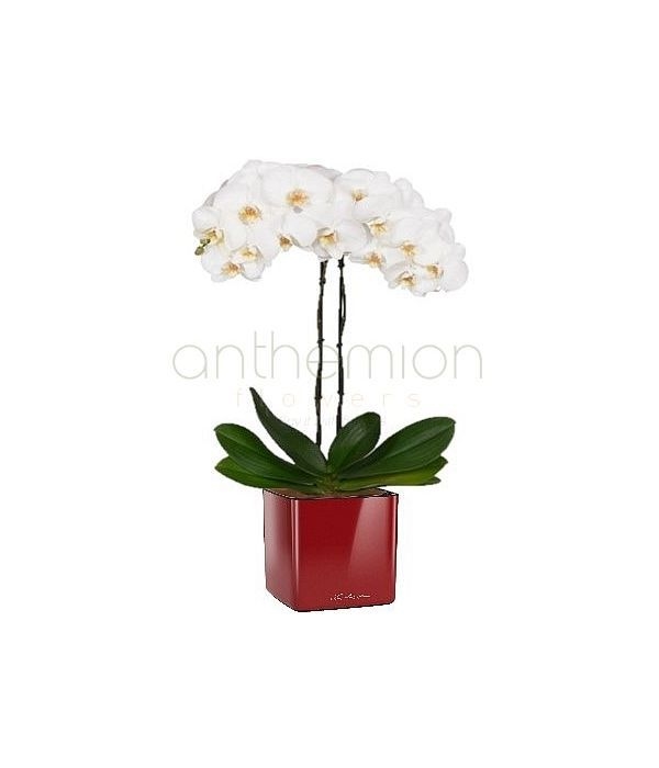 White orchid in self watering pot