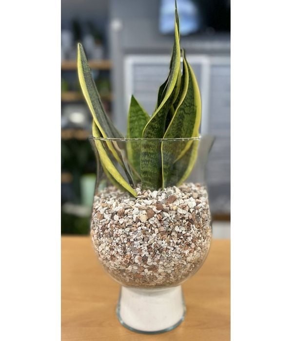 Elegant Succulent plant in glass vase