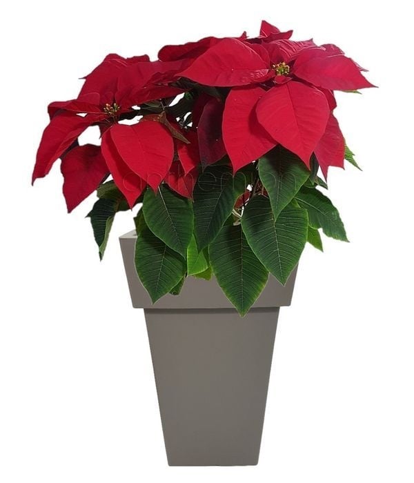 Poinsettia in a tall pot