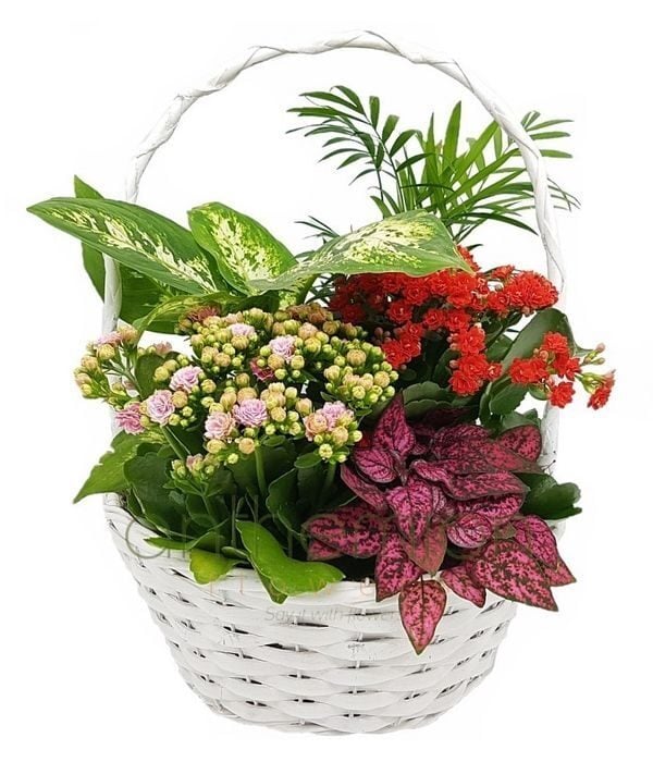 Assortment of plants in a round basket (Special)