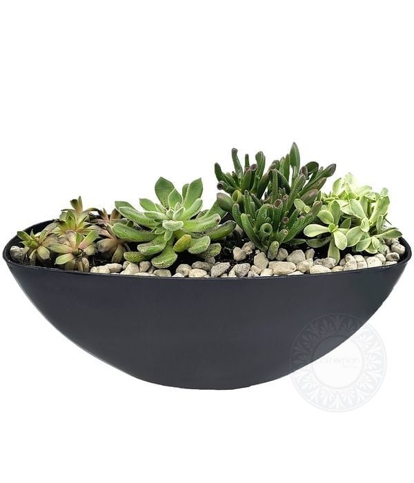 Succulents in a black gondola