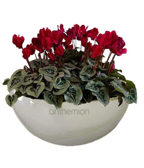 Cyclamen In Ceramic Base