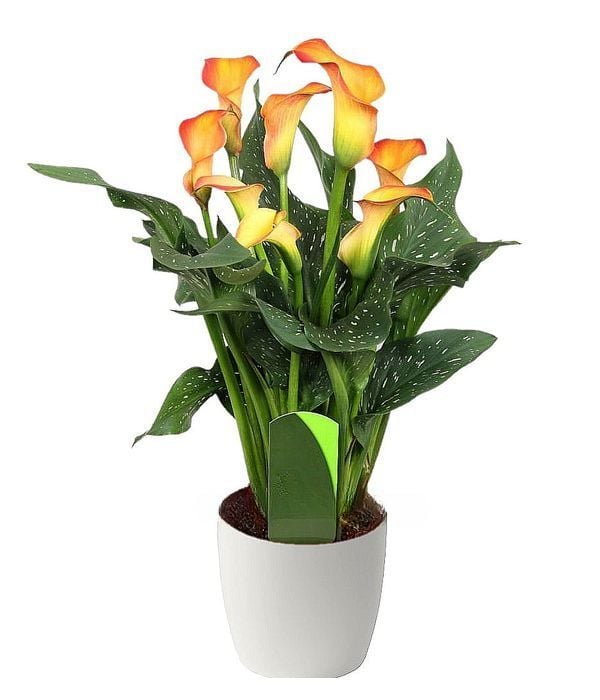 Orange Calla plant