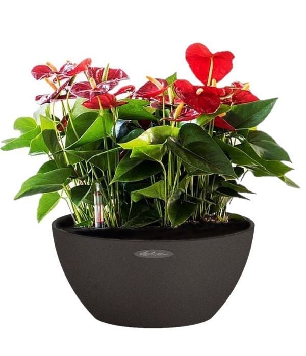 Anthurium Plants In Self Watering Pot