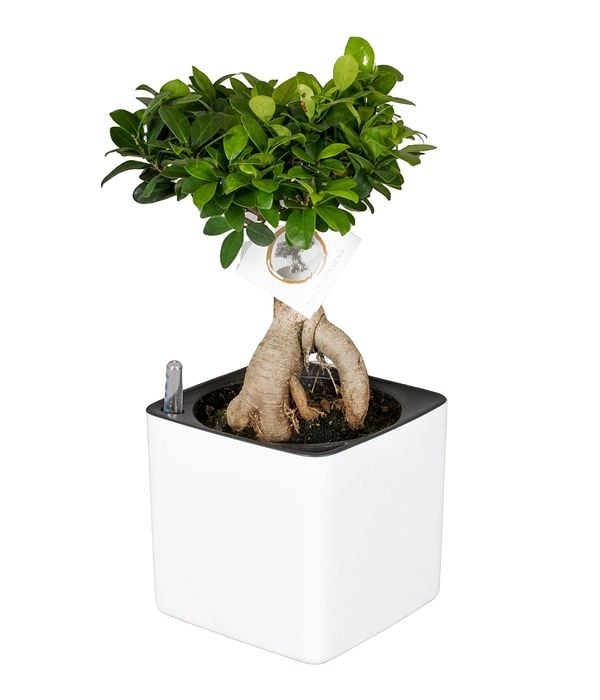 Bonsai in self watering pot