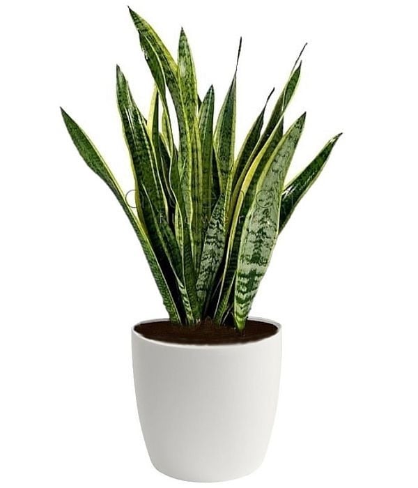 Sansevieria (Special)