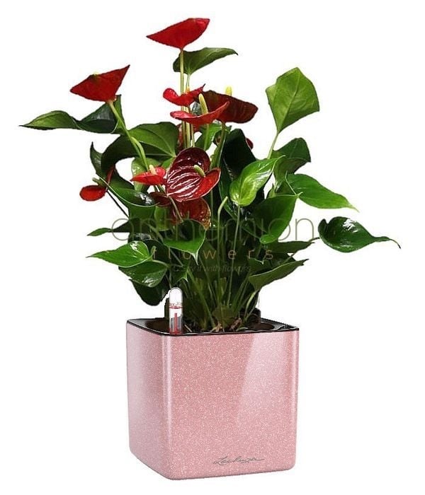 Anthurium in glossy self watering pot