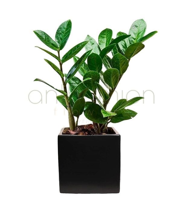 Stylish small zamia in ceramic cube