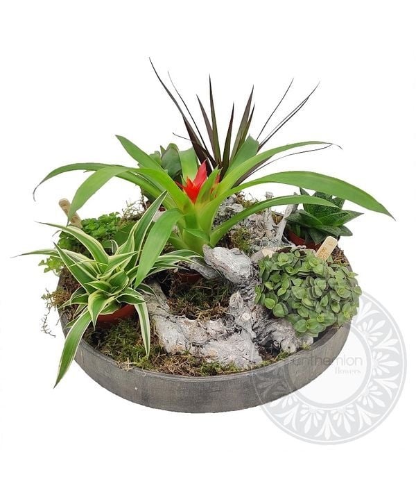 Nature beauty on tray