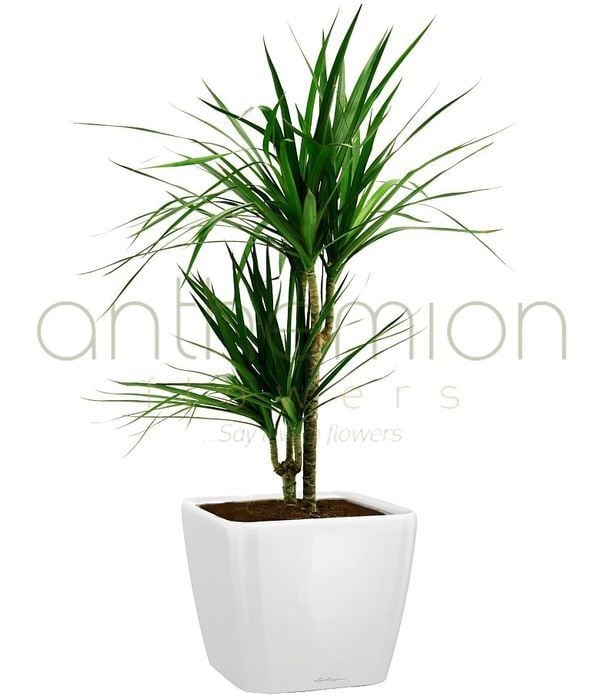 Dracaena in white self watering pot