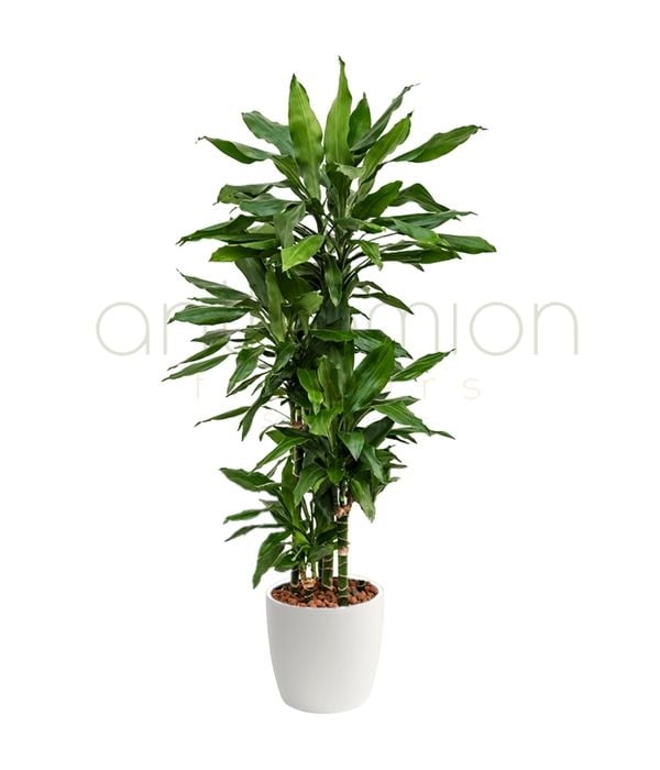 Dracaena fragrans Janet Lind