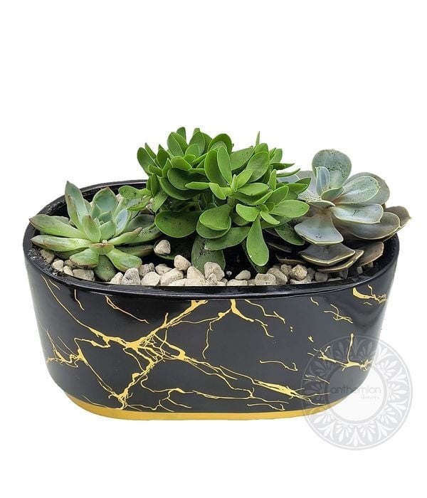 Modern succulent in a pot
