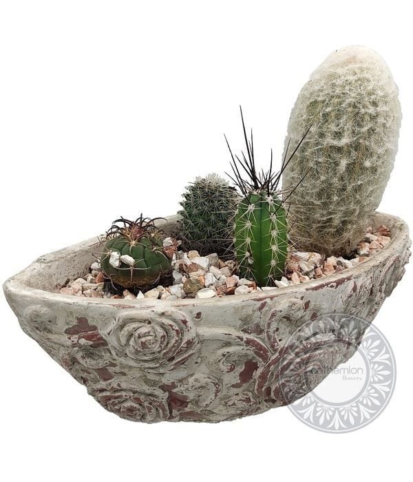 Concrete pot with cactus