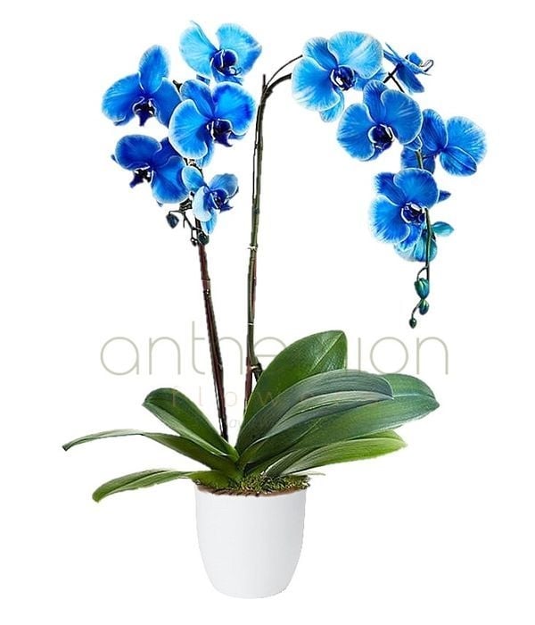 Blue orchid phalaenopsis