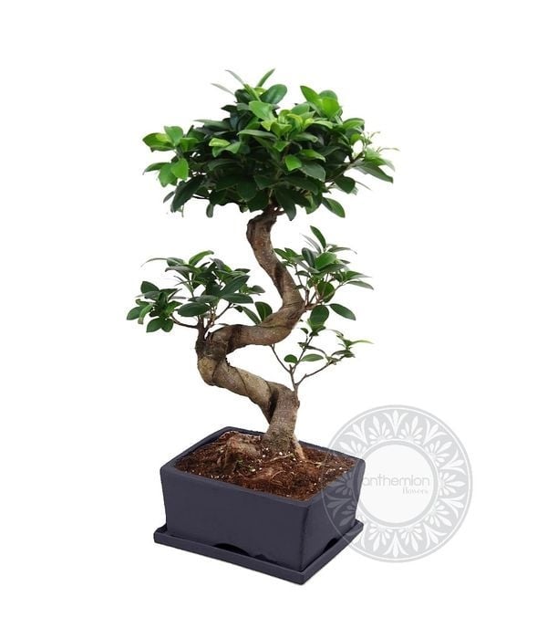 Bonsai with a twisted trunk