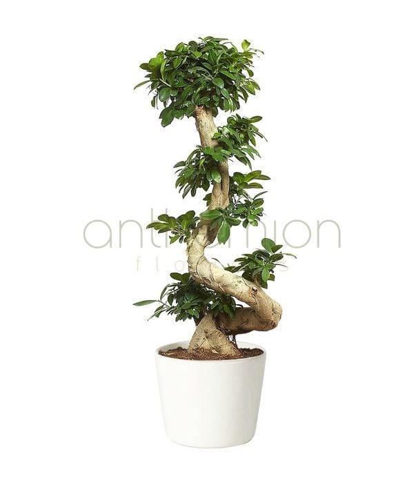 Giant bonsai with twisted trunk (110 cm height)