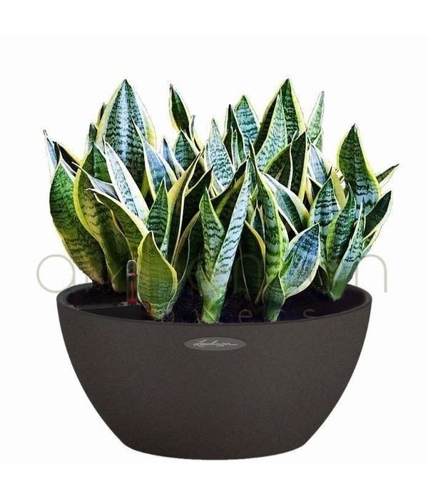 Sansevierias in self watering bowl