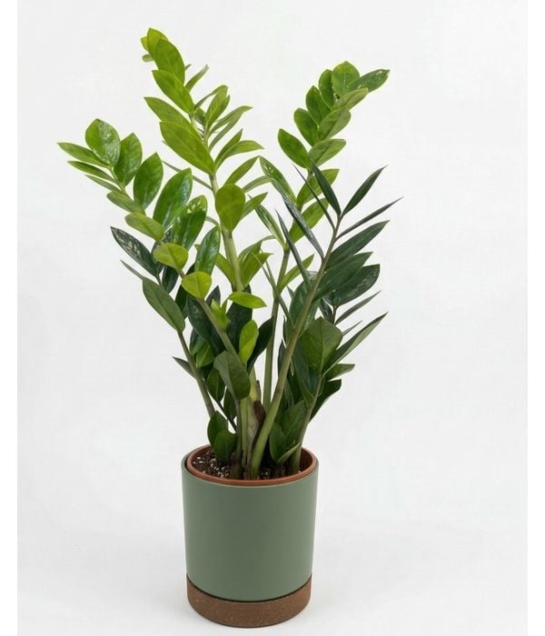 Cactus (choose pot design)