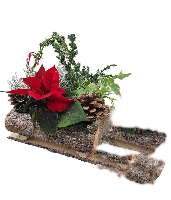 Wooden sleigh plant arrangement