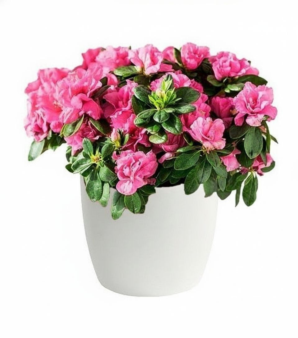 Fuchsia azalea