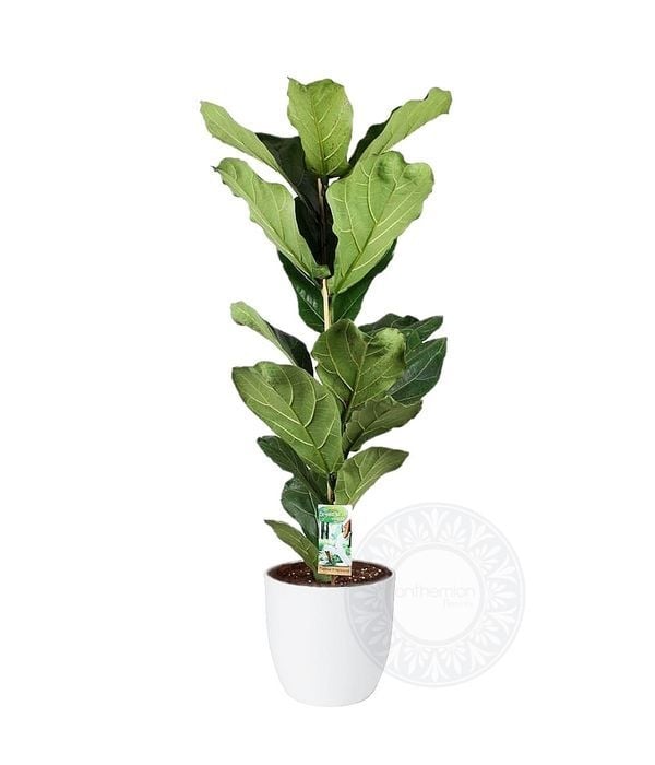 Ficus lyrata