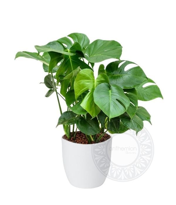 Monstera plant