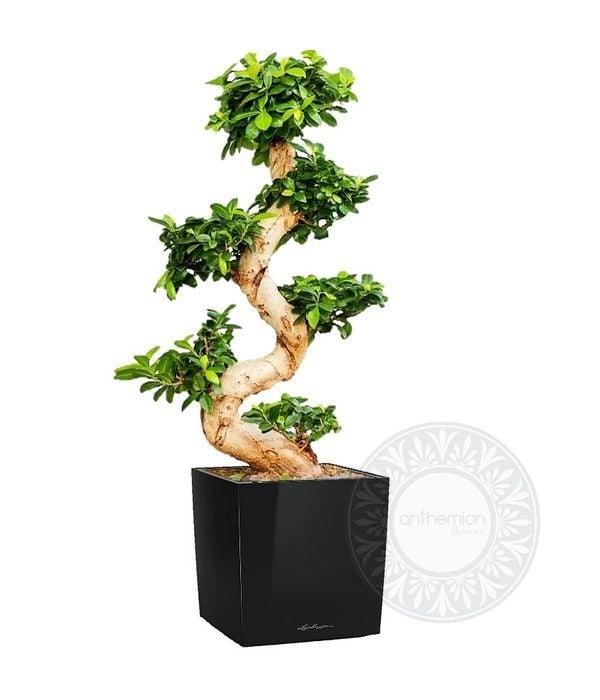 Bonsai ficus ginseng large in a self watering pot