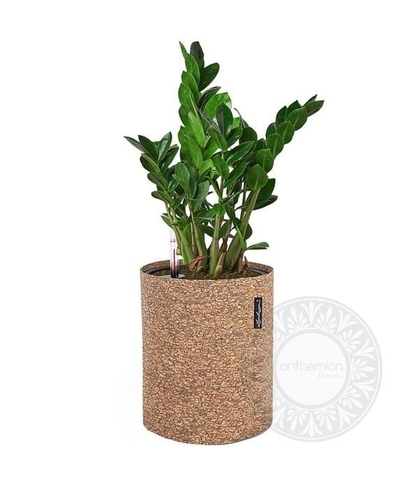 Zamioculcas in cork look self watering pot