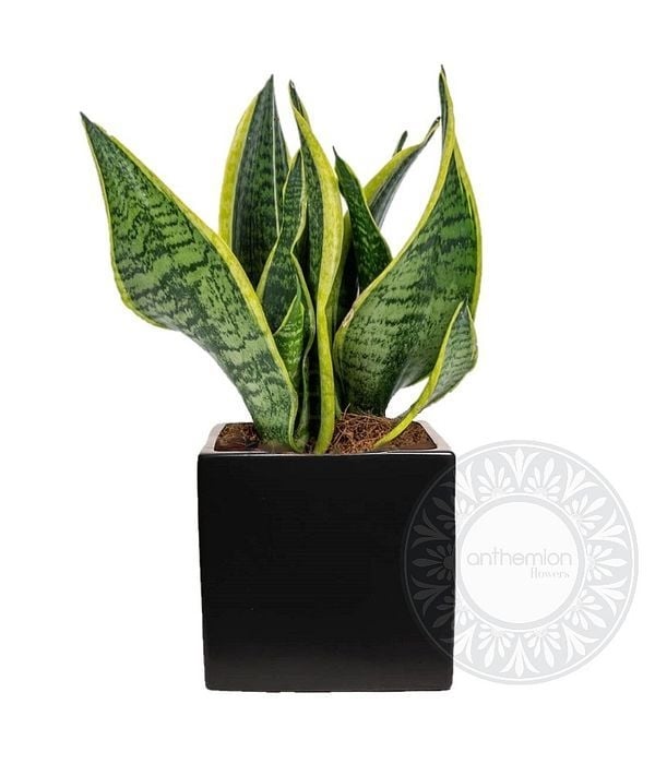 Sansevieria in black ceramic cube (Basic)