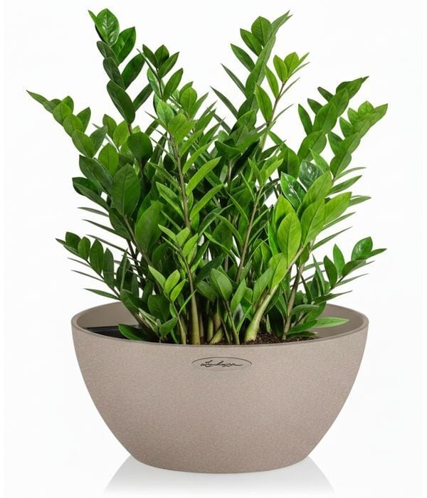 Lechuza tabletop planter with mini pots