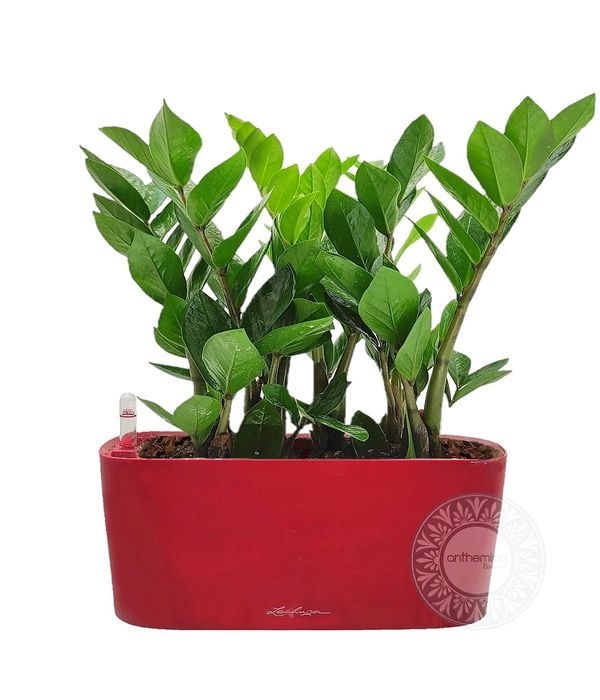 Self-watering table-top pot with zamioculcas