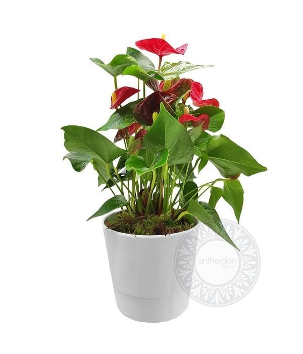 Mini anthurium in ceramic pot