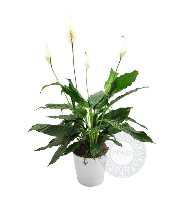 Spathiphyllum in ceramic pot