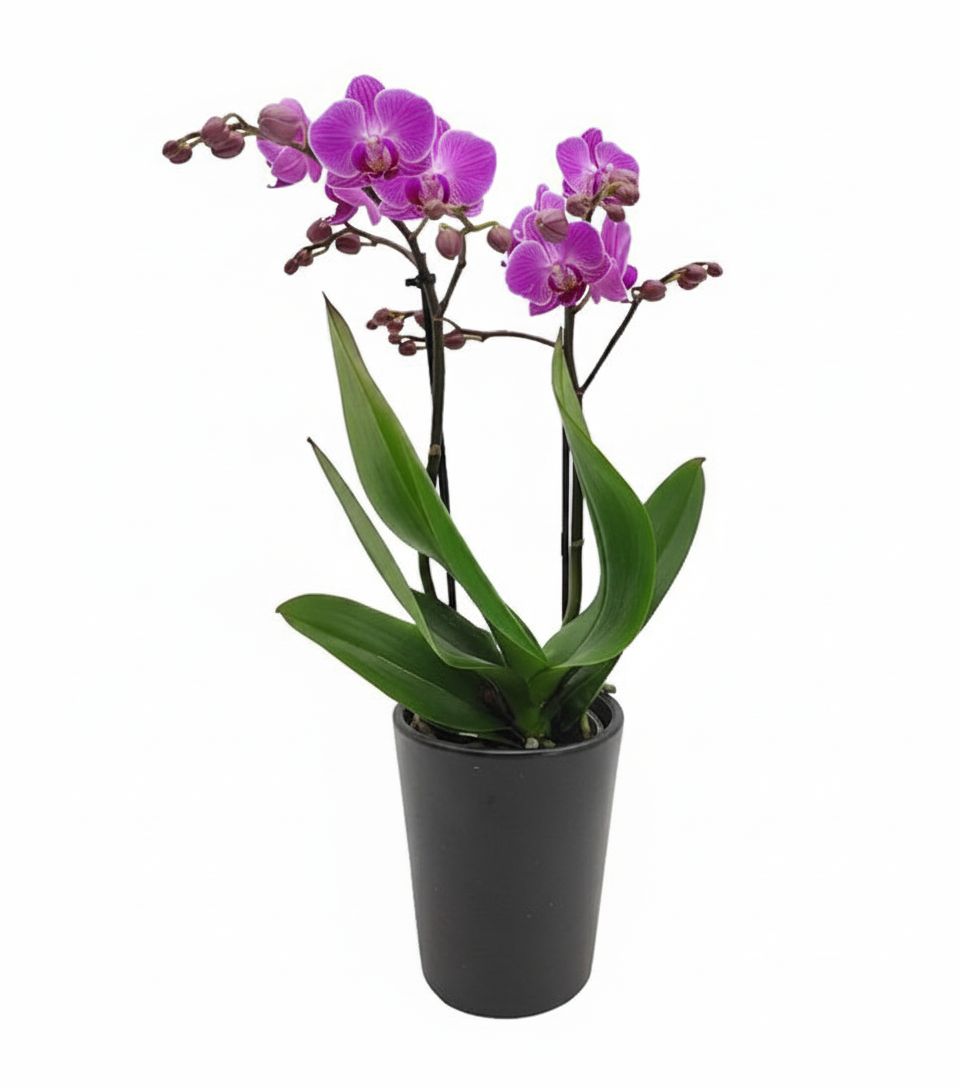 Mini fuchsia orchid plant in ceramic pot