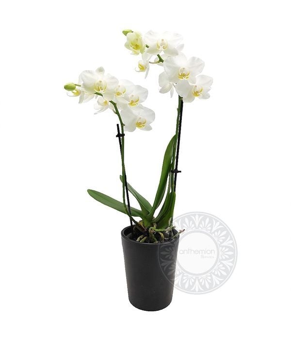 White mini orchid plant in ceramic pot