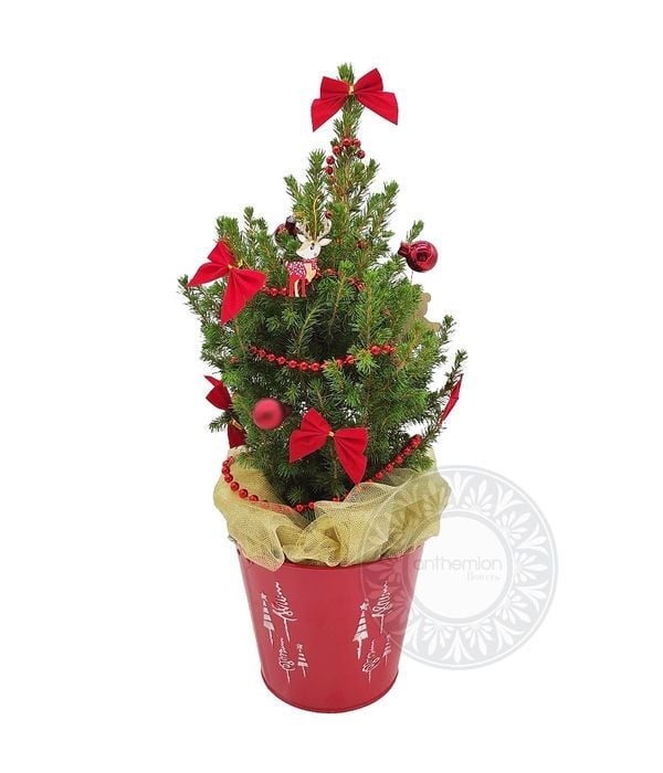 Pikea plant with Xmas decoration