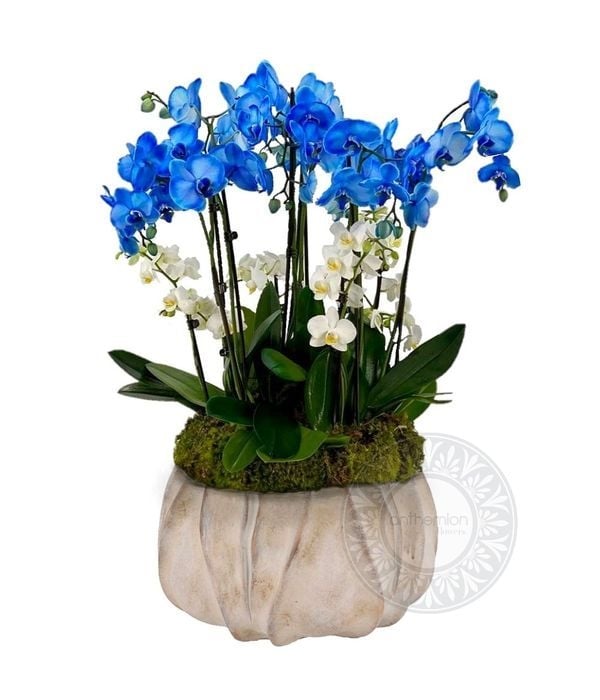Luxury with blue and white orchids