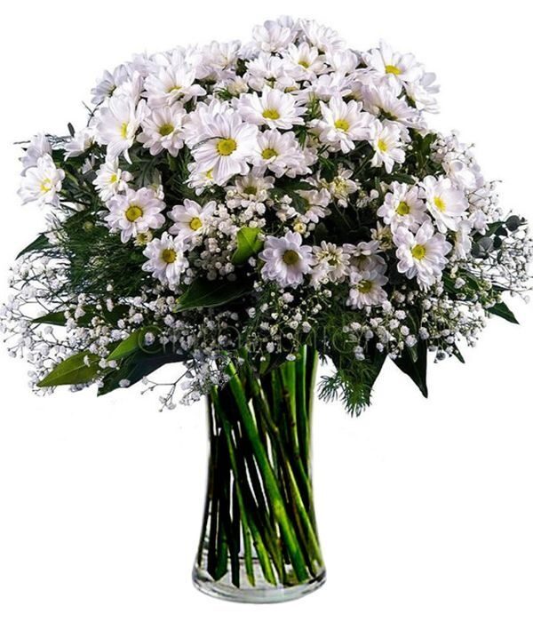 White chrysanthemums (Basic)
