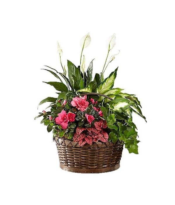 Basket with a variety of plants (Basic)