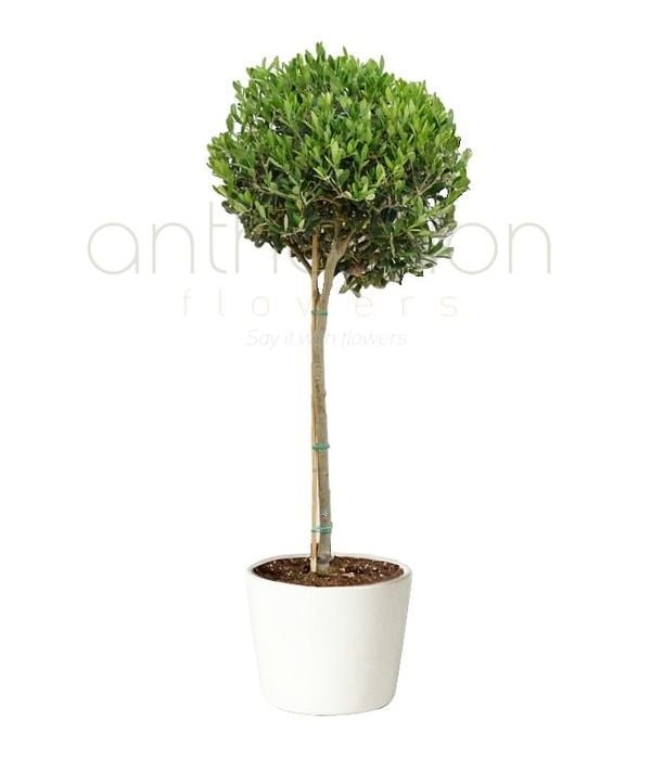 Greek Olive Plant in pot