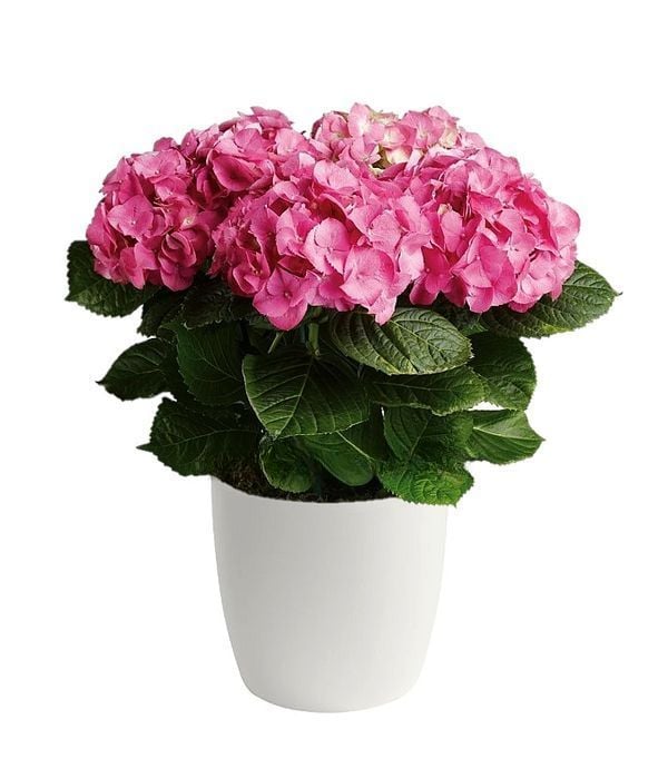 Pink hydrangea plant