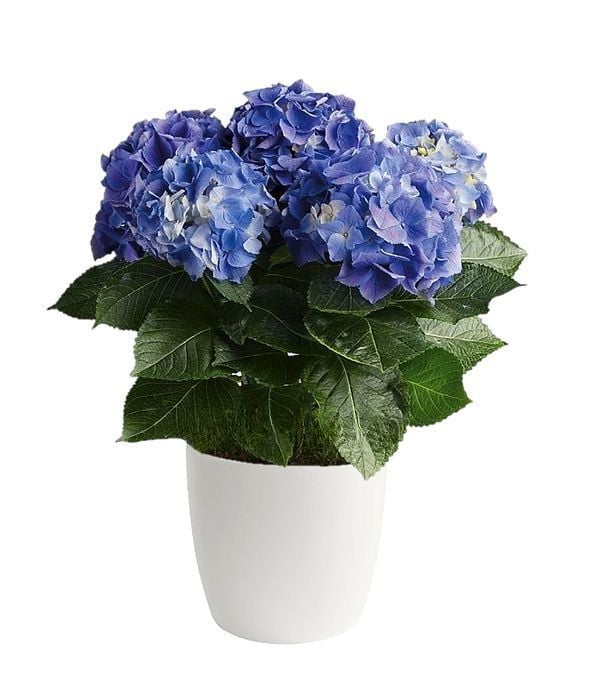 Purple / Lilac Hydrangea plant