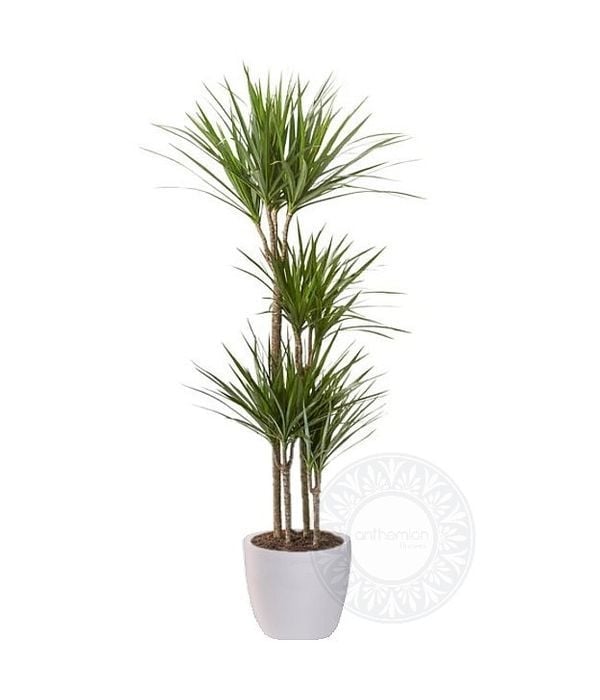 Dracaena marginata (4 stem)