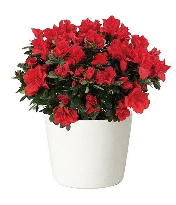 Stunning Azalea plant