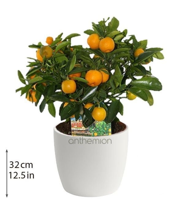 Kumquat Mini Plant